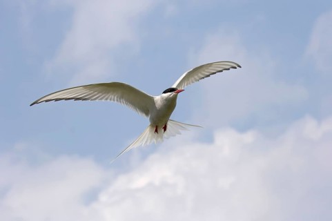 Arctic Tern