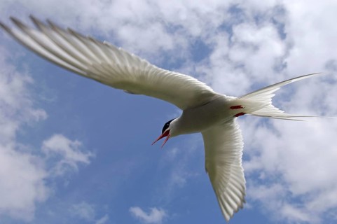 Arctic Tern
