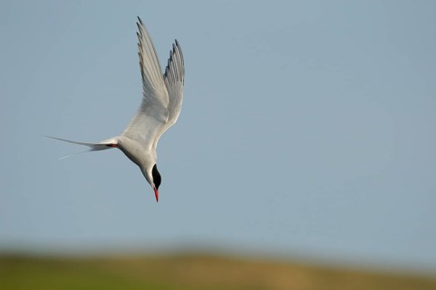 Arctic Tern