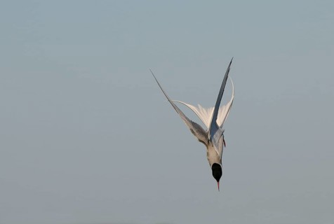 Arctic Tern