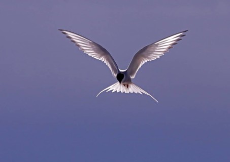 Arctic terns
