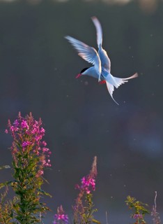 Arctic terns
