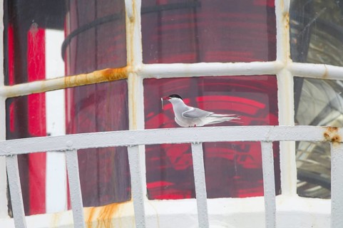 Arctic Tern