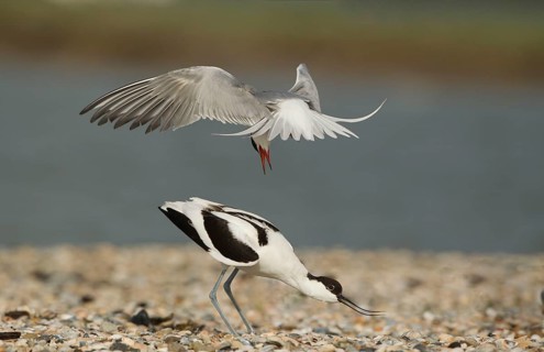 Arctic terns