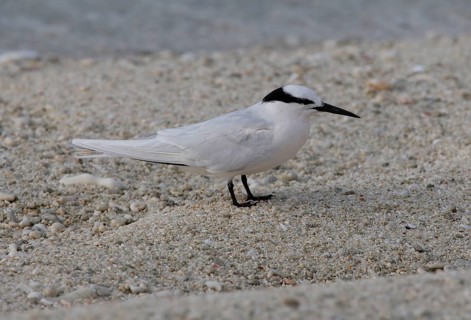Black-naped Tern
