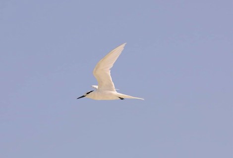 Black-naped Tern