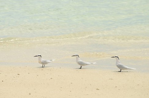 Black-naped Tern