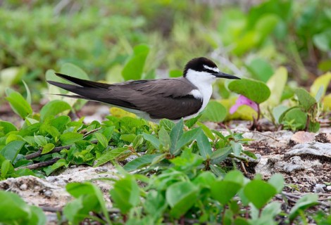 Bridled Tern