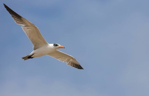 Caspian terns