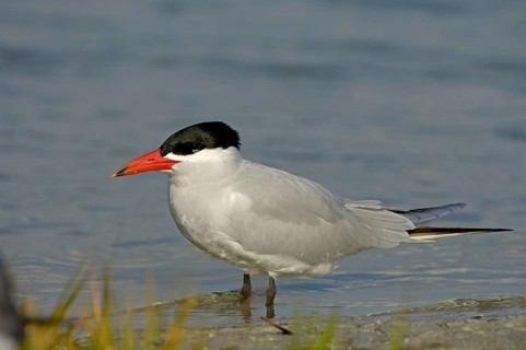 Caspian terns