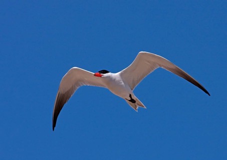 Caspian terns