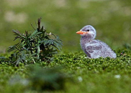 Caspian tern