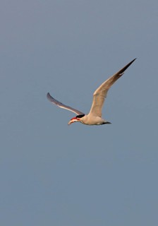 Caspian Tern