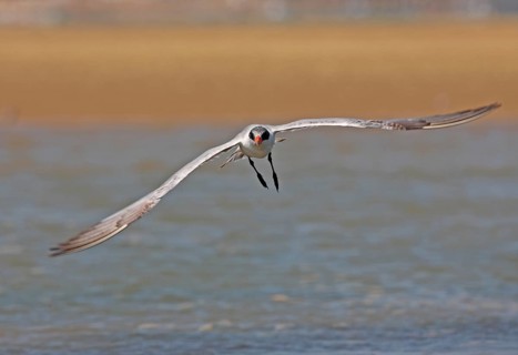 Caspian Tern
