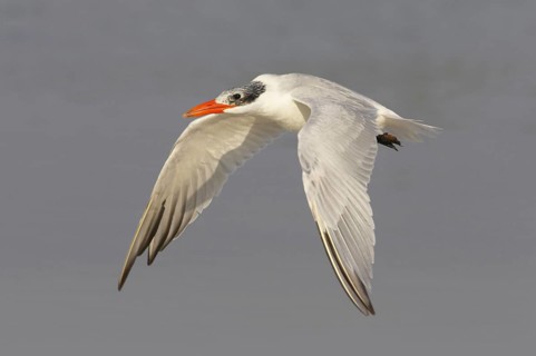 Caspian Tern