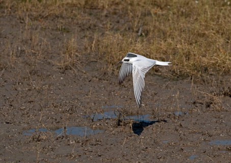 Adult gull tern