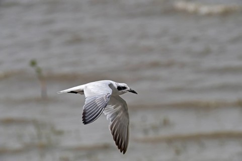 Adult gull tern