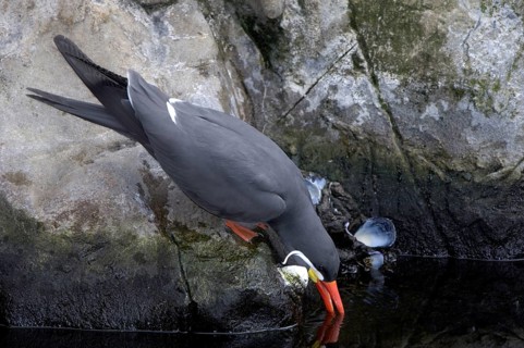Inca Tern