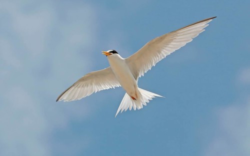 American Little Tern