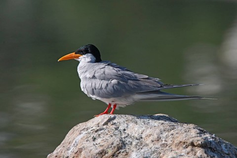 River Tern