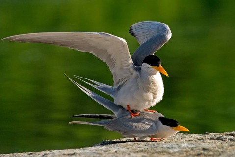 River tern