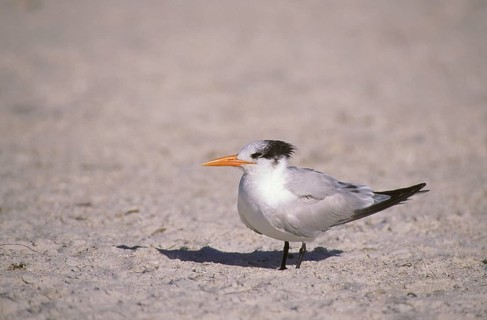 Royal Tern