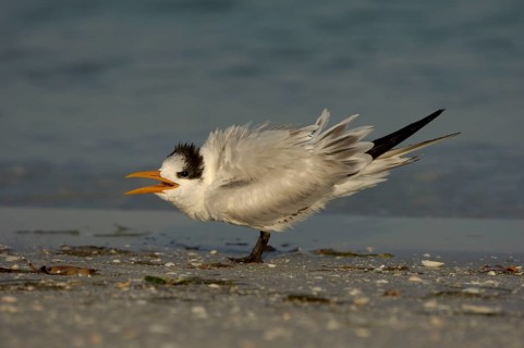 Royal Tern