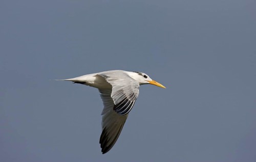 Royal Tern
