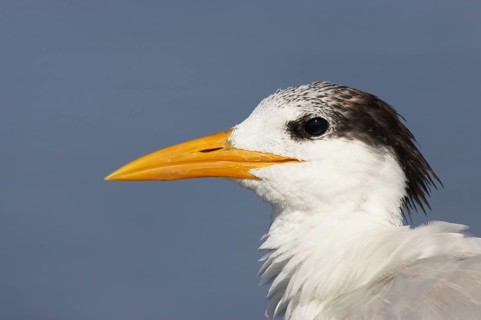 Royal Tern