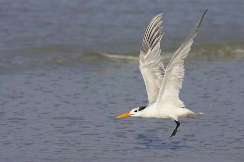 Royal Tern