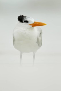 Royal Tern