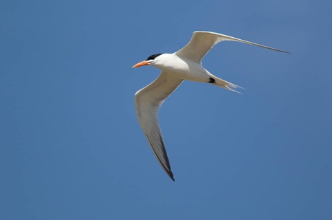 Royal Tern
