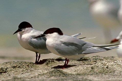 Roseate tern
