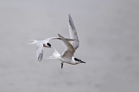 Sandwich tern