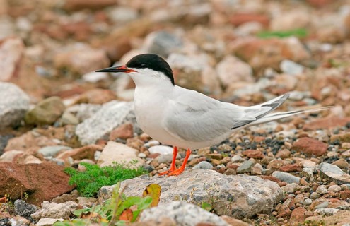 Roseate Tern