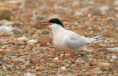 Roseate Tern
