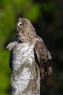 Great grey owl