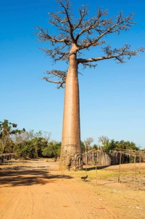 Baobab tree and traditional thatched houses