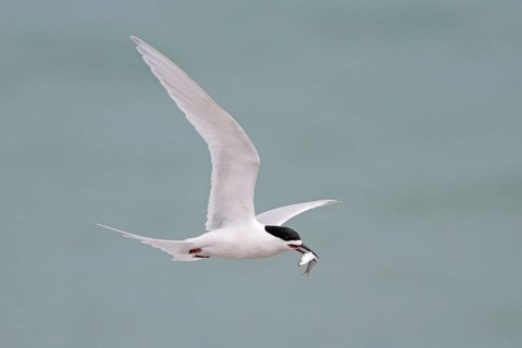 White-fronted Tern
