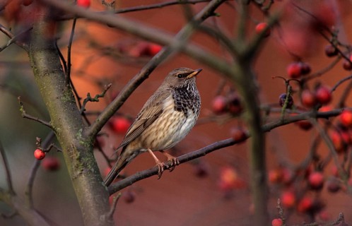 Red-throated thrush