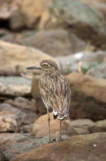 Senegal thick-knee