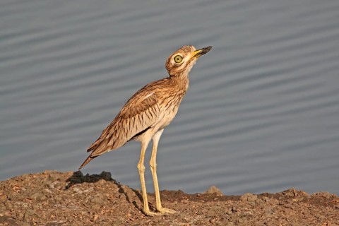 Senegal Thick-knee