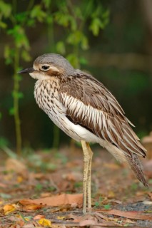 Burhinus magnirostris