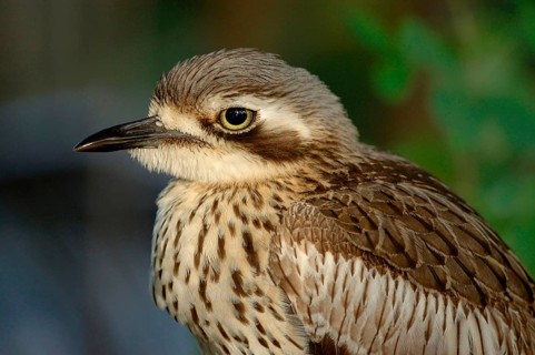Burhinus magnirostris