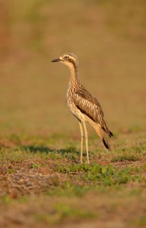 Bush Thick-knee