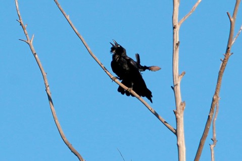 Salvadori Crow