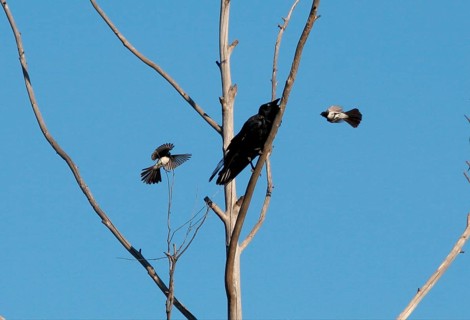 Willy wagtail