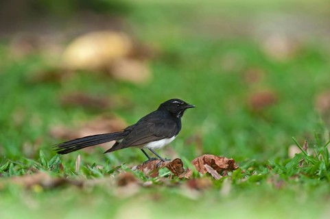 Willy wagtail