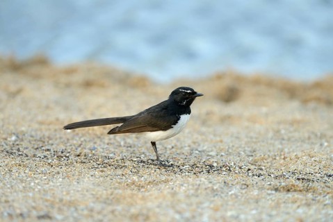Willy wagtail