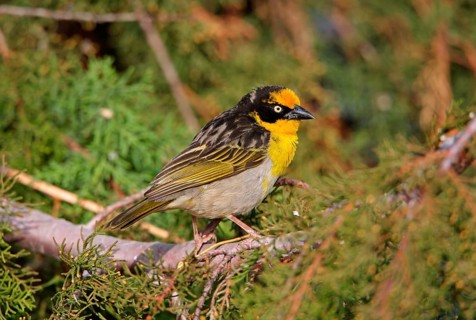 Baglafecht weaver